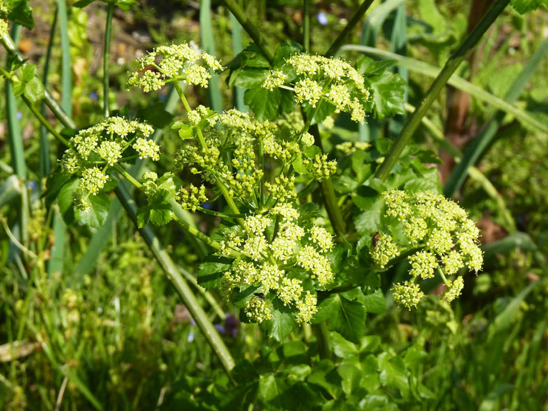 Smyrnium olusatrum